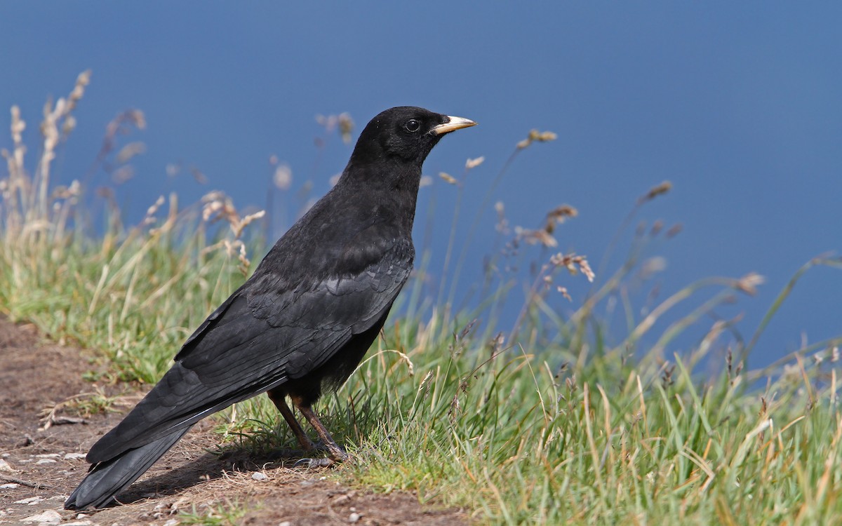 Yellow-billed Chough - Christoph Moning