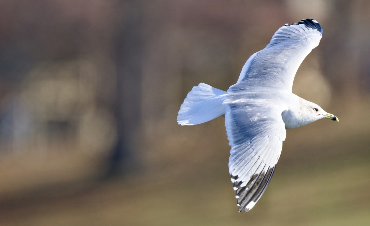 Мартин делаверський - ML648458179