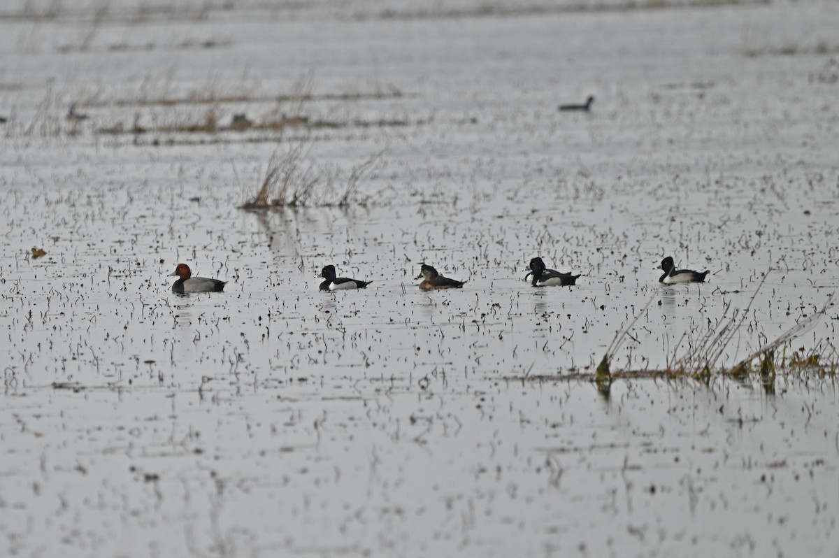 Redhead - ML648458411