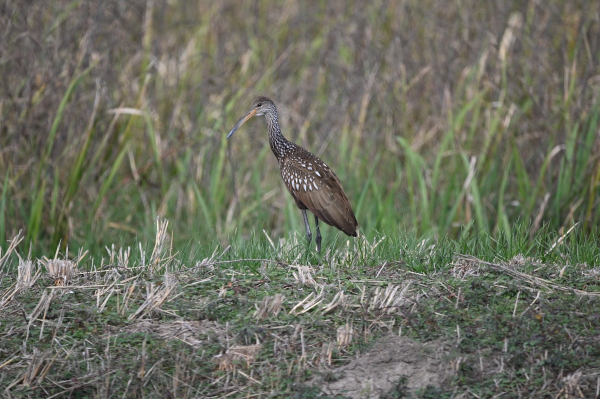 Limpkin - ML648458421
