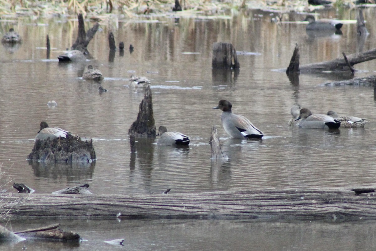 Ipar-ahatea - ML648458664