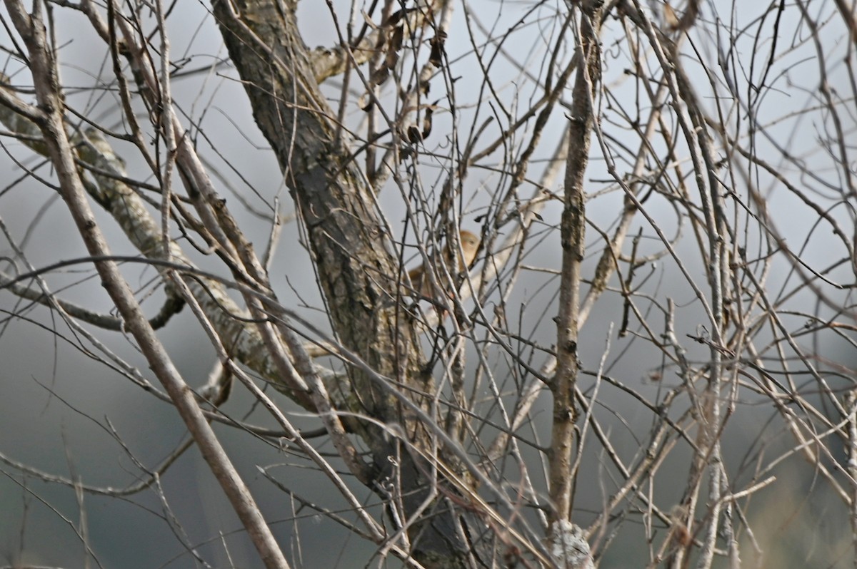 Field Sparrow - ML648458870