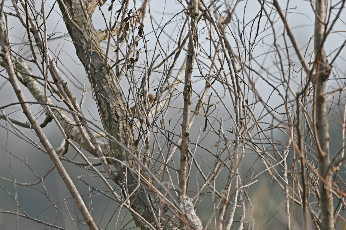 Field Sparrow - ML648458871