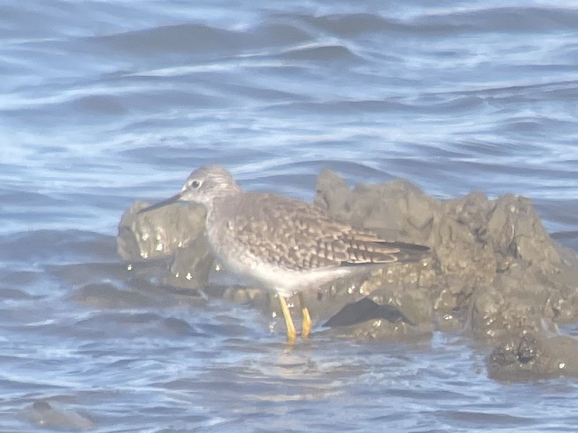 Lesser Yellowlegs - ML648459008
