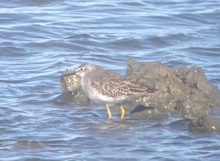 Lesser Yellowlegs - ML648459015