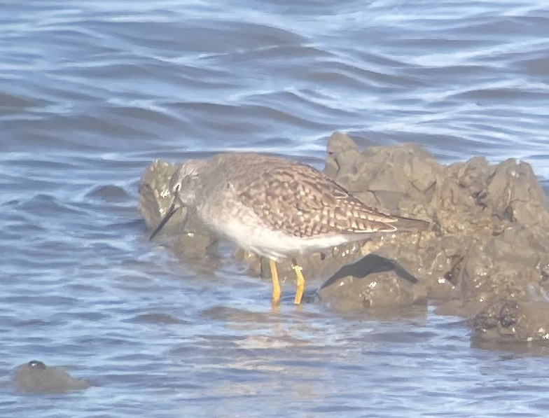 Lesser Yellowlegs - ML648459032