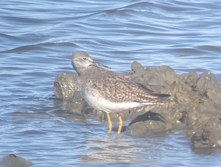 Lesser Yellowlegs - ML648459035