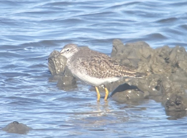 Lesser Yellowlegs - ML648459042