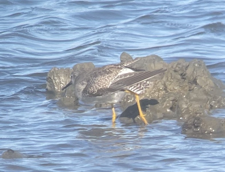 Lesser Yellowlegs - ML648459052