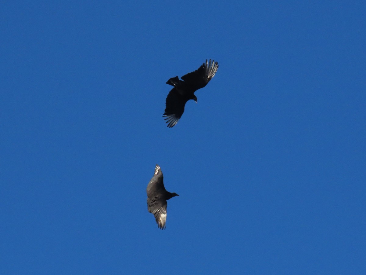 Black Vulture - ML648459396