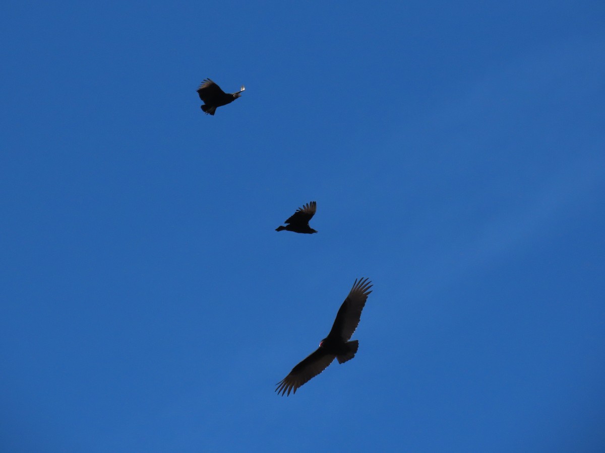 Turkey Vulture - ML648459409