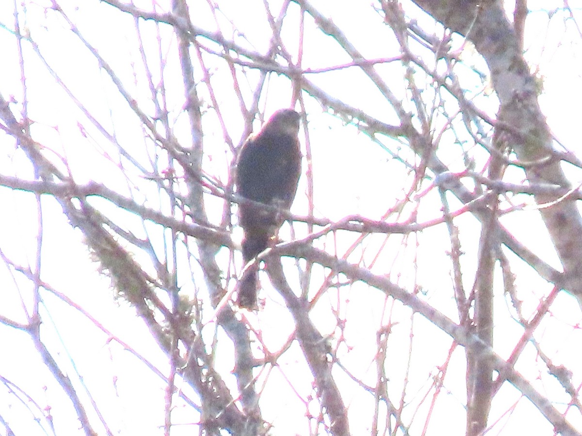 Sharp-shinned/Cooper's Hawk - ML648459412
