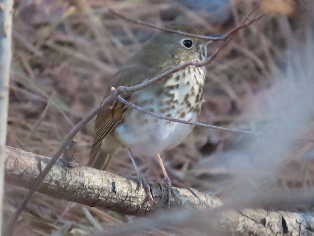 Hermit Thrush - ML648459425