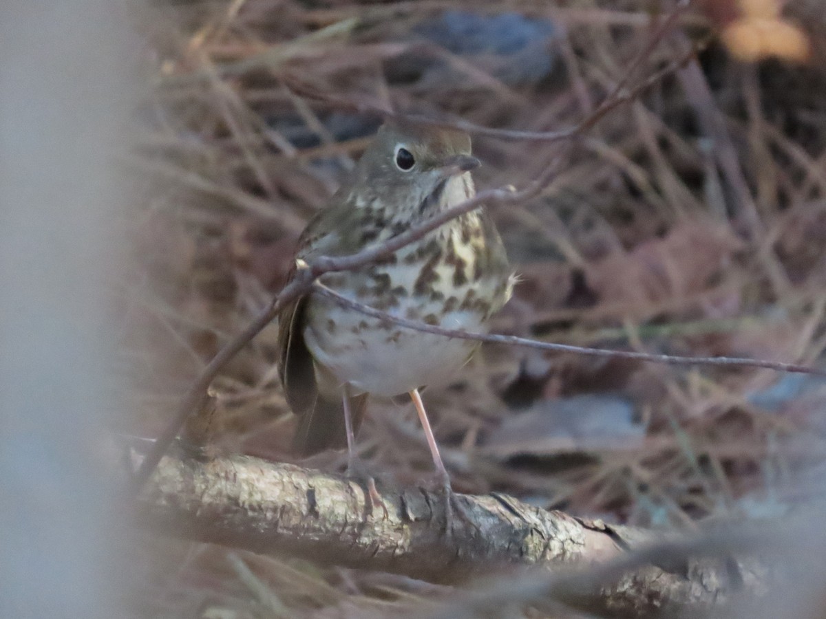 Hermit Thrush - ML648459426