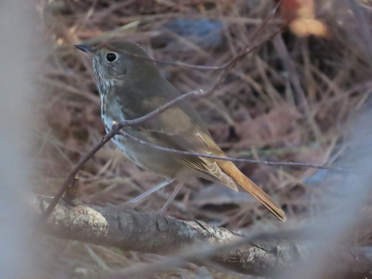 Hermit Thrush - ML648459427