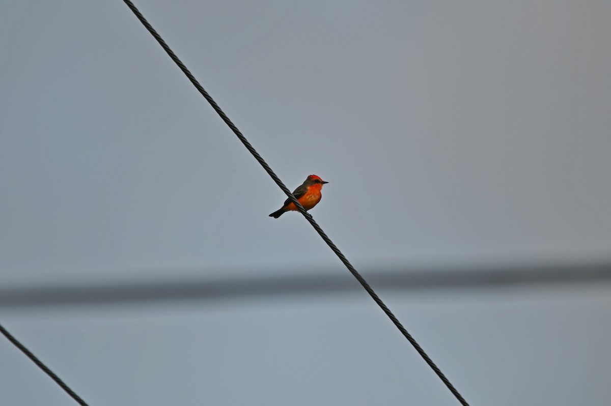 Vermilion Flycatcher - ML648459452