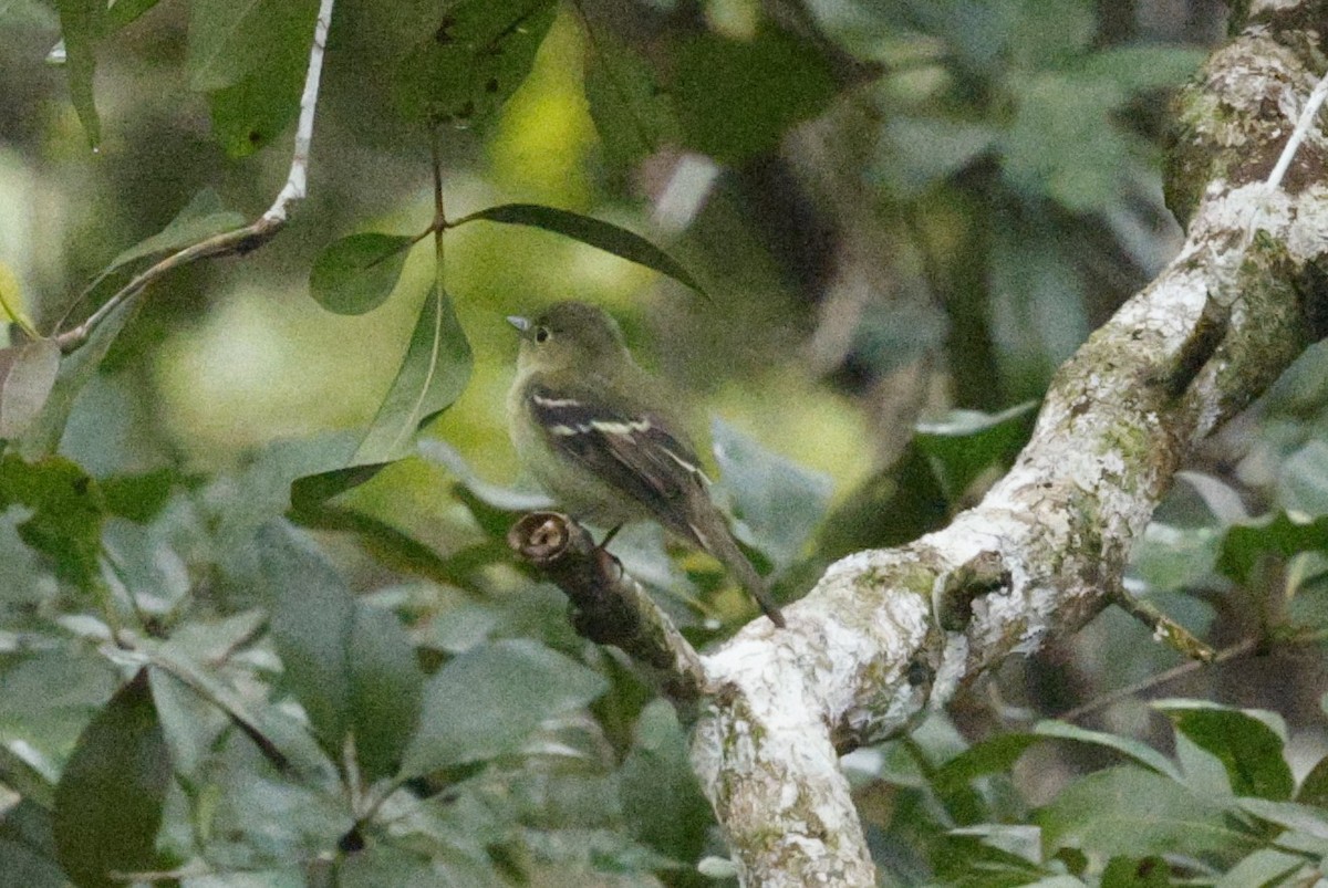 Mosquero Ventriamarillo - ML648459897