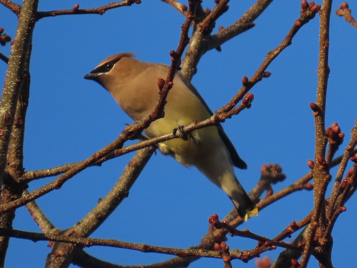 Cedar Waxwing - ML648460038