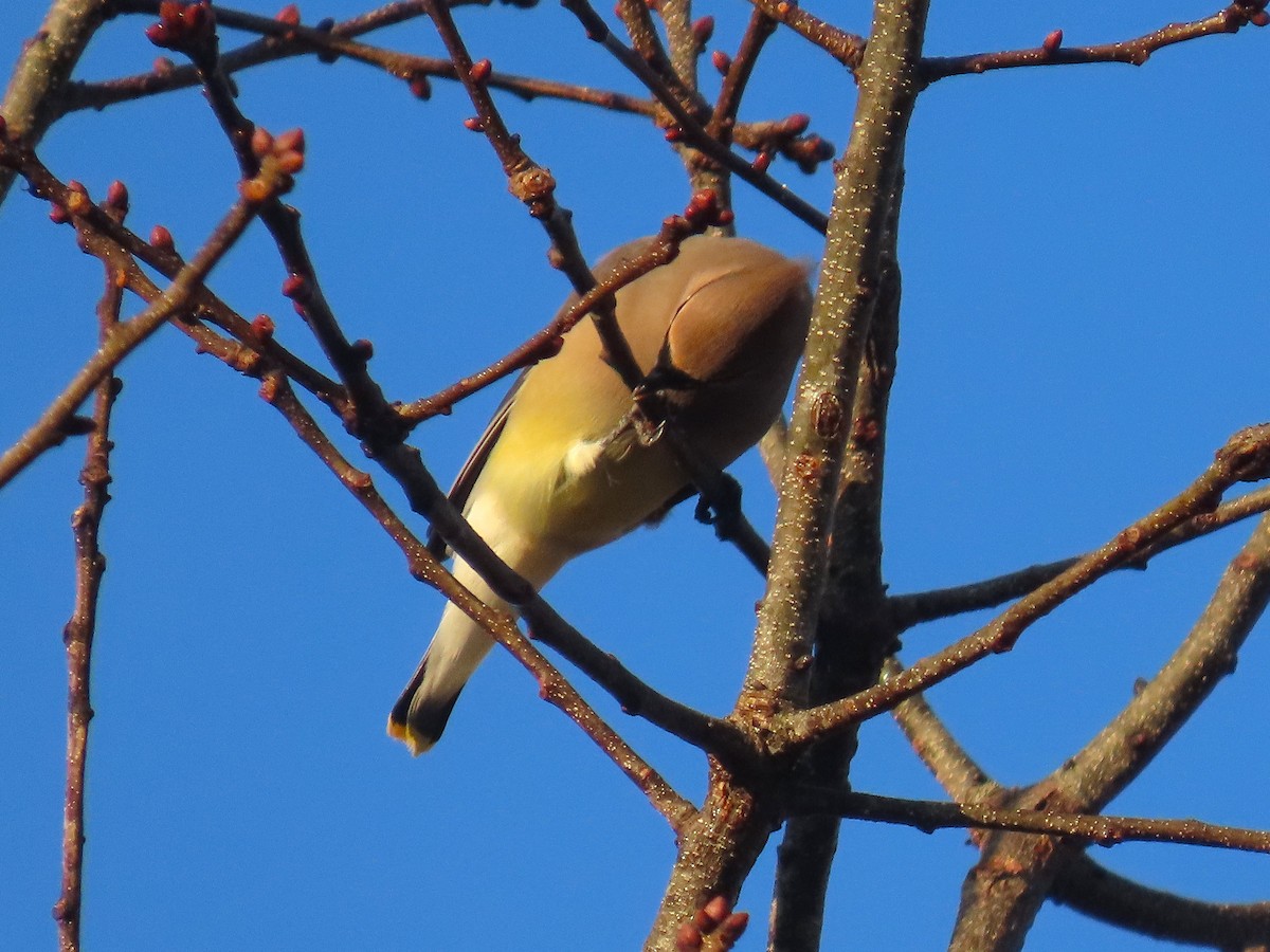Cedar Waxwing - ML648460040
