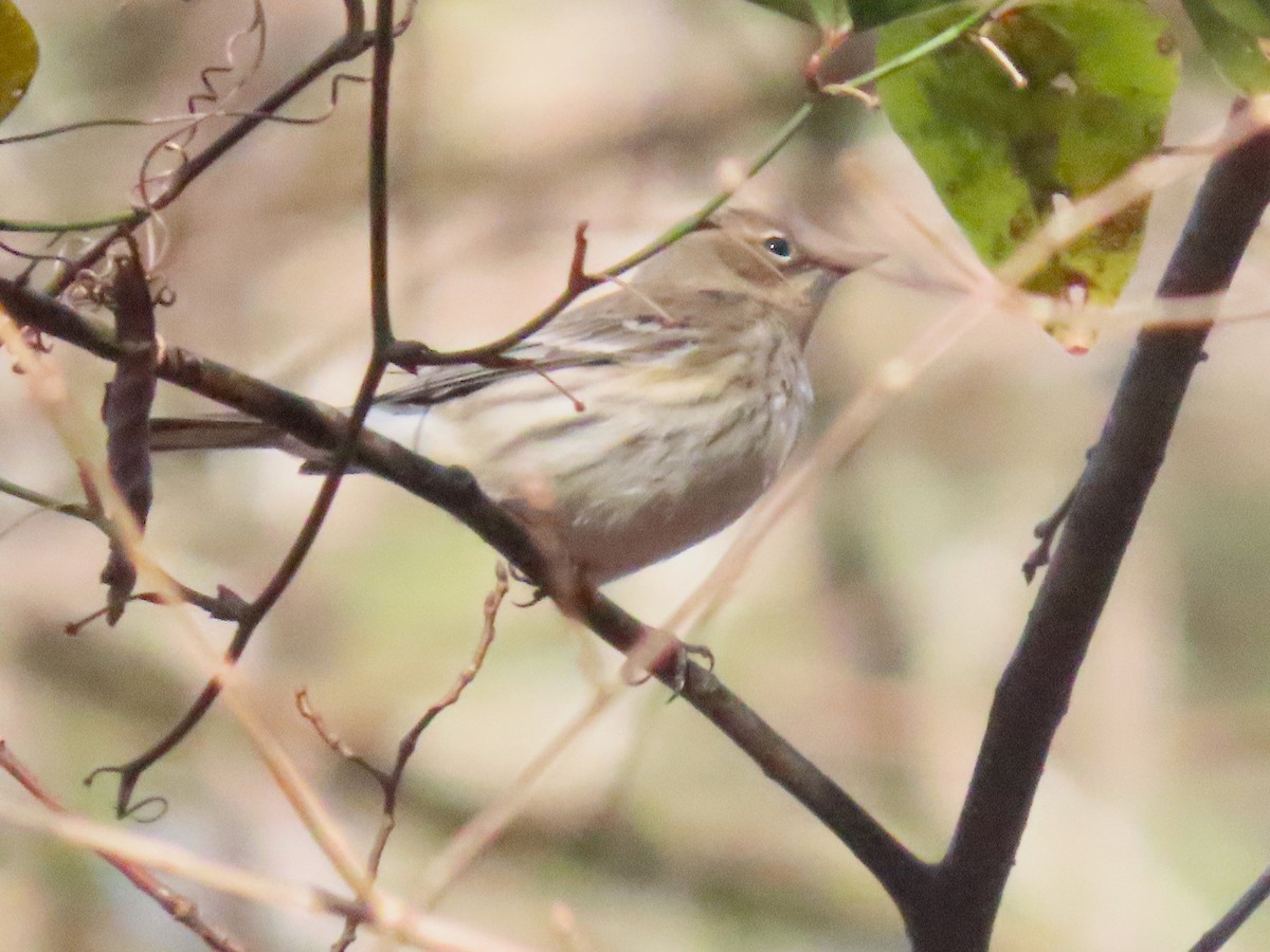 Yellow-rumped Warbler - ML648460086