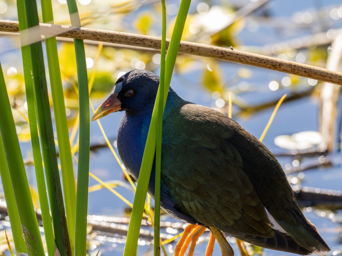 eBird Checklist - 1 Jan 2026 - Green Cay Wetlands & Nature Center - 44 ...