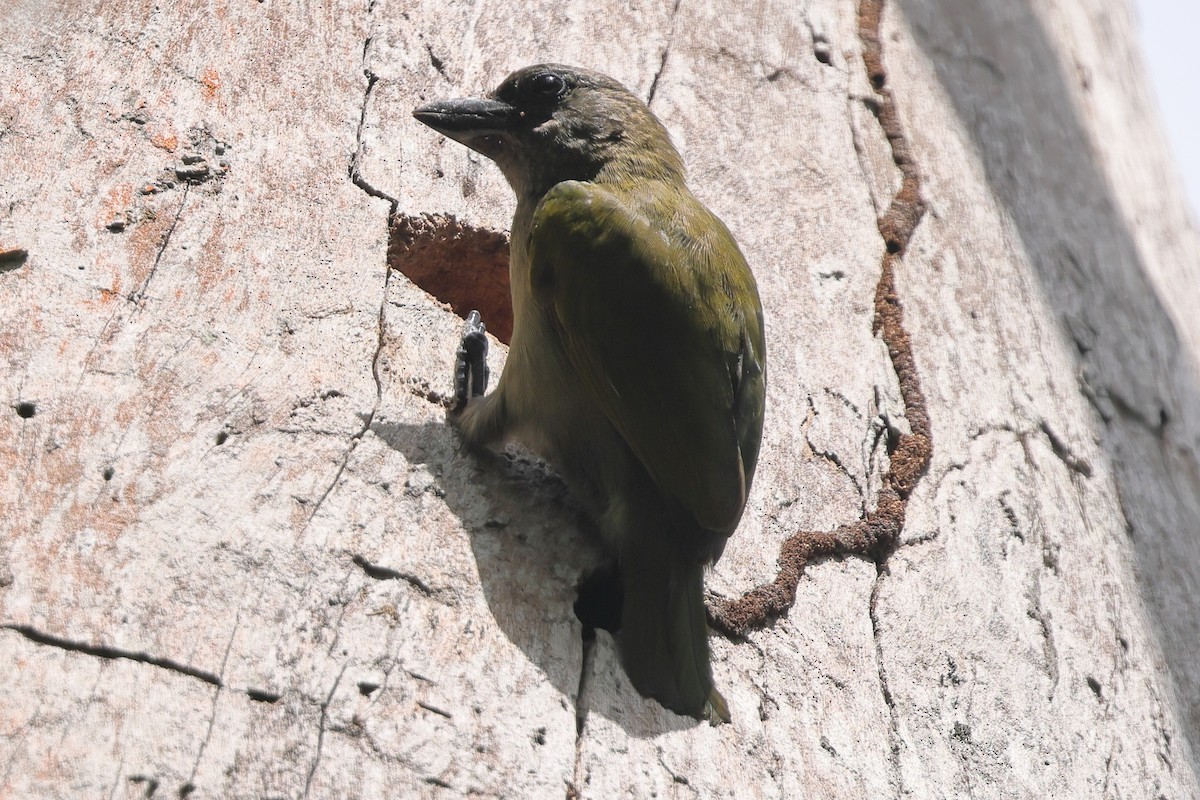 Green Barbet - ML648460524