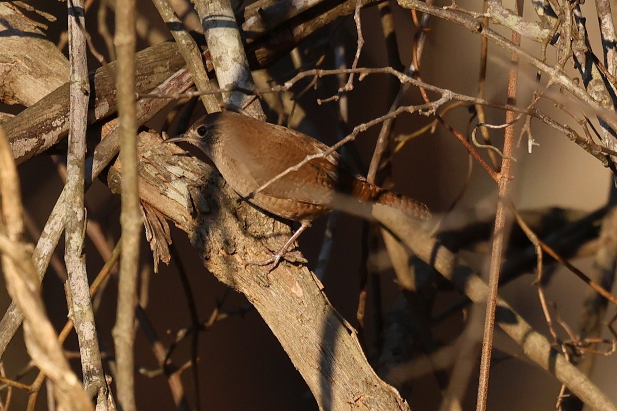 Northern House Wren - ML648460696