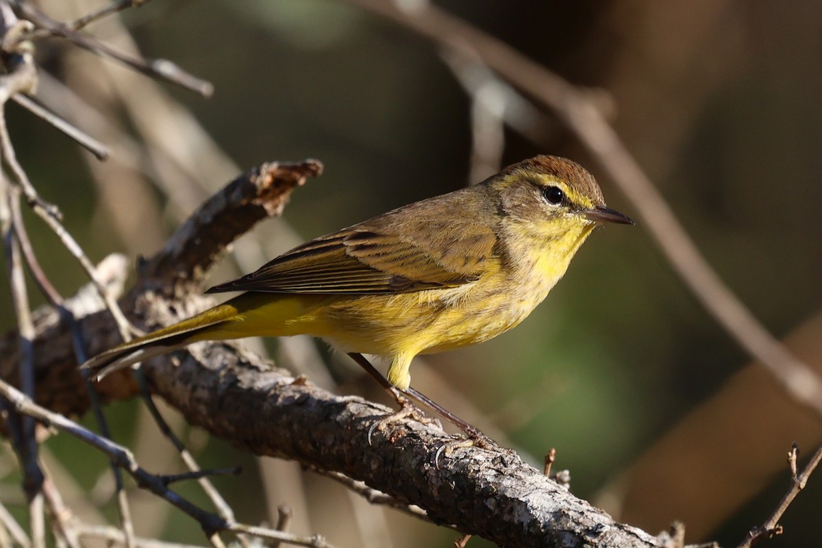 Palm Warbler - ML648460713