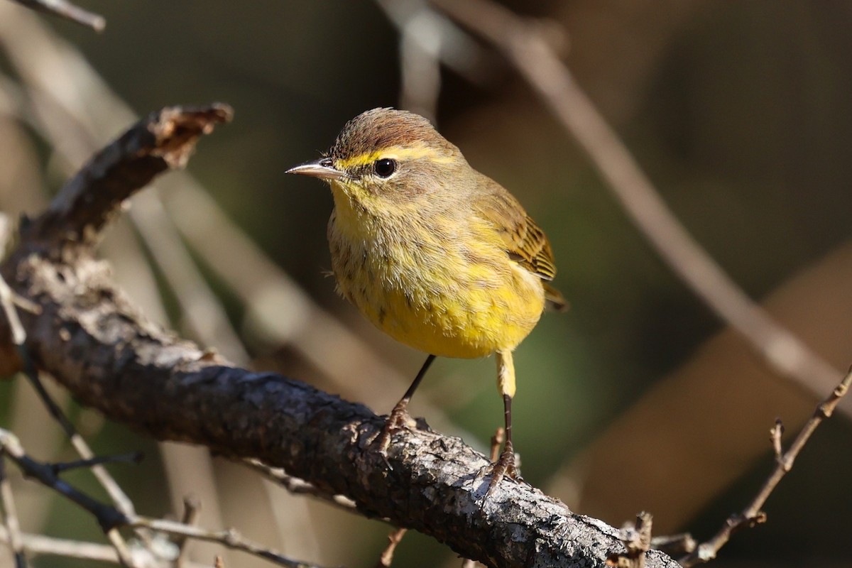 Palm Warbler - ML648460727