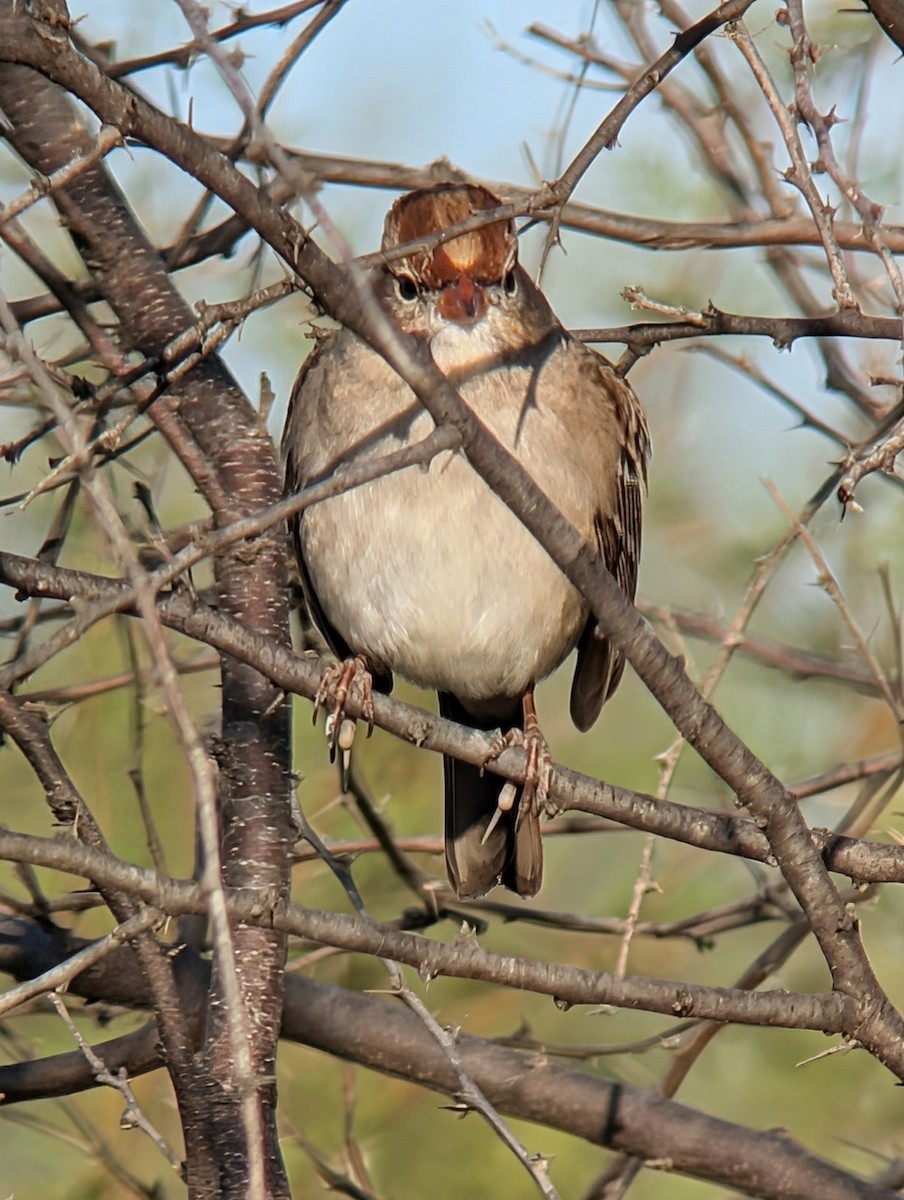 White-crowned Sparrow - ML648460812
