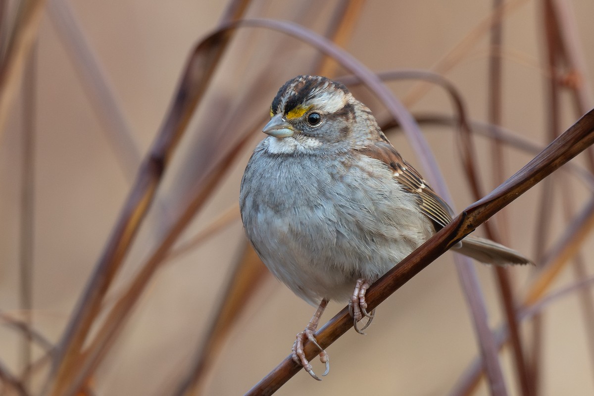White-throated Sparrow - ML648460835