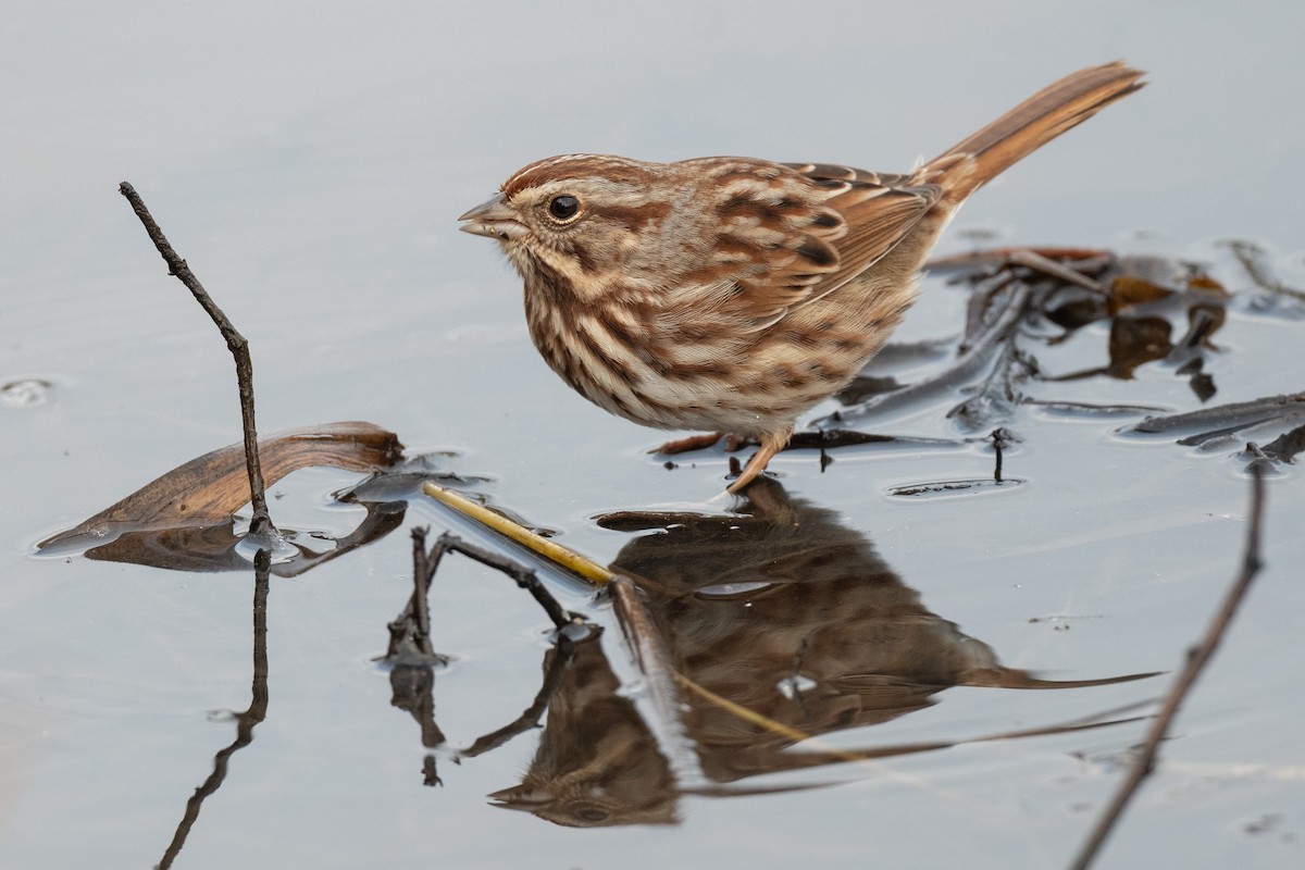 Song Sparrow - ML648460841