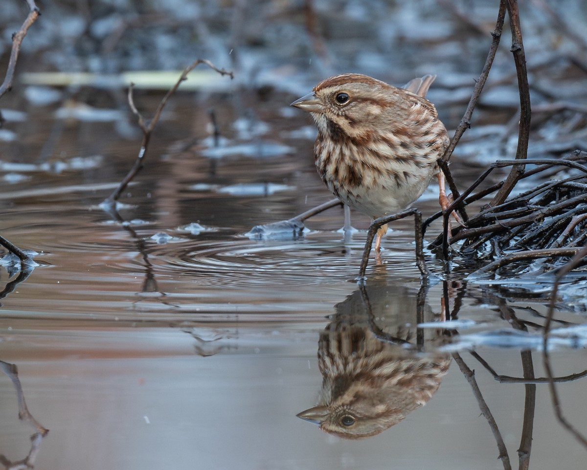 Song Sparrow - ML648460842
