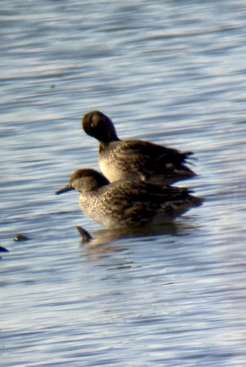 Green-winged Teal - ML648461912