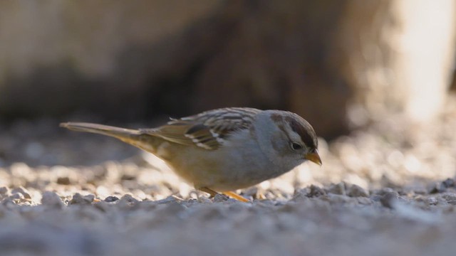 ミヤマシトド（gambelii） - ML648463007