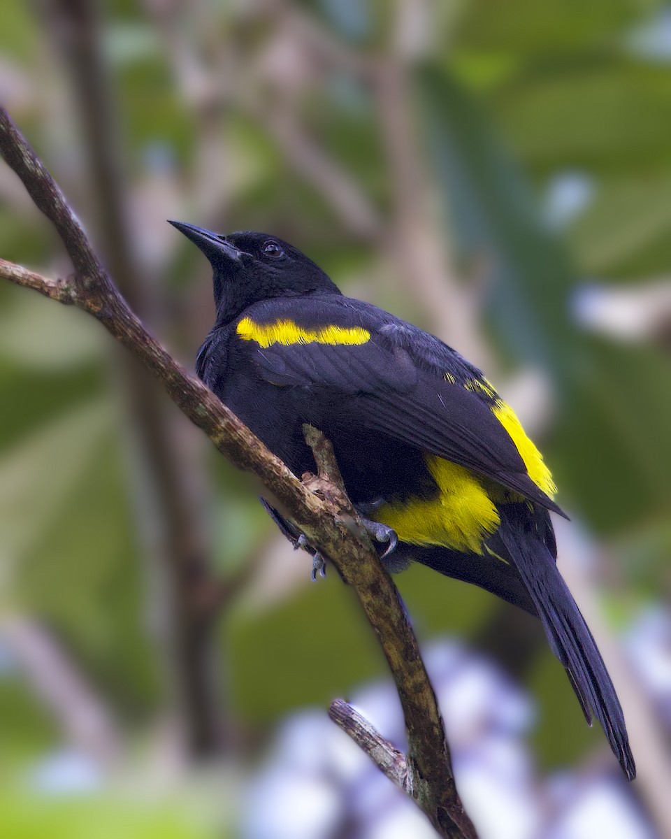 Puerto Rican Oriole - ML648464132