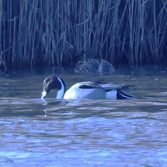 ברווז חד-זנב - ML648464300