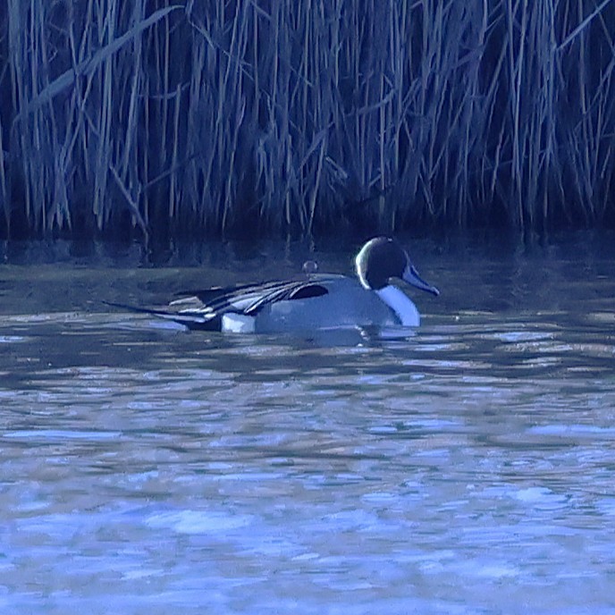 ברווז חד-זנב - ML648464301
