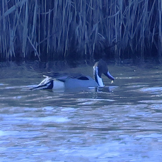 ברווז חד-זנב - ML648464302
