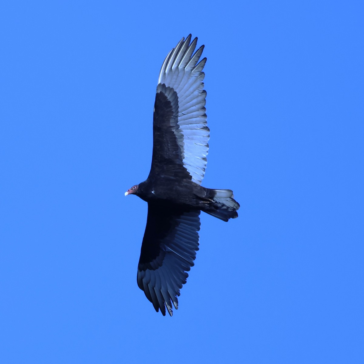 Turkey Vulture - ML648464322
