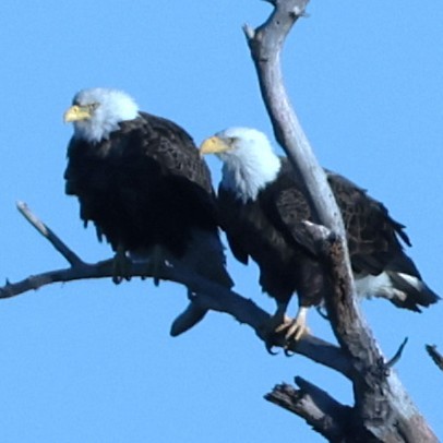 עיטם לבן-ראש - ML648464330