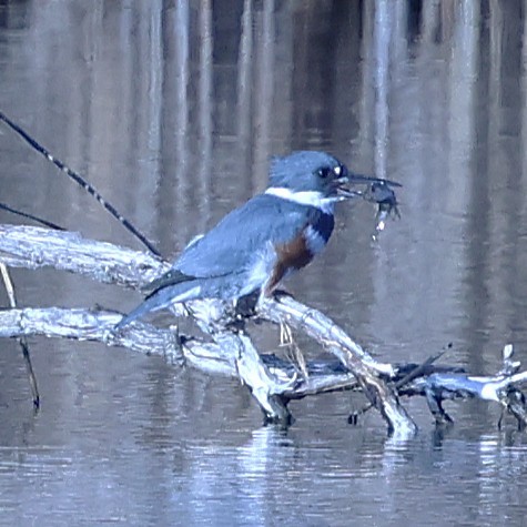 שלדג אמריקני - ML648464339