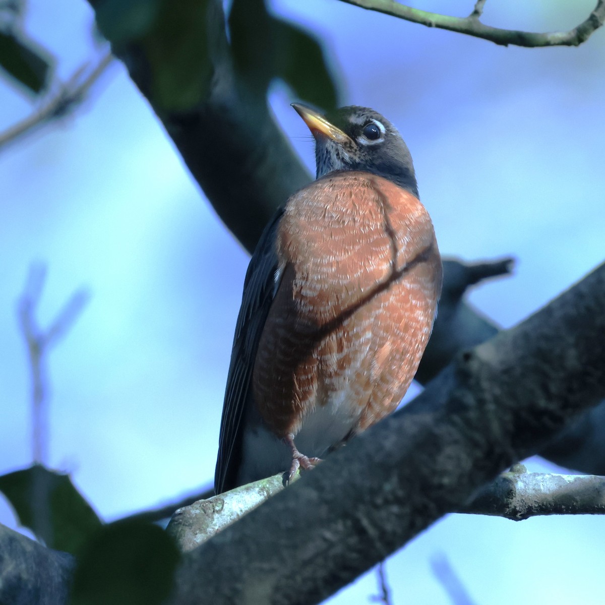 קיכלי נודד - ML648464370