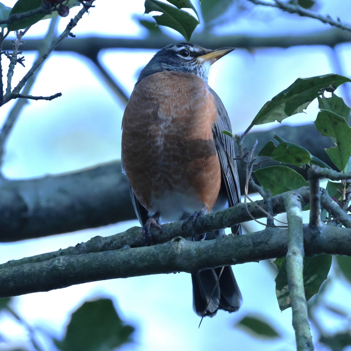 קיכלי נודד - ML648464371