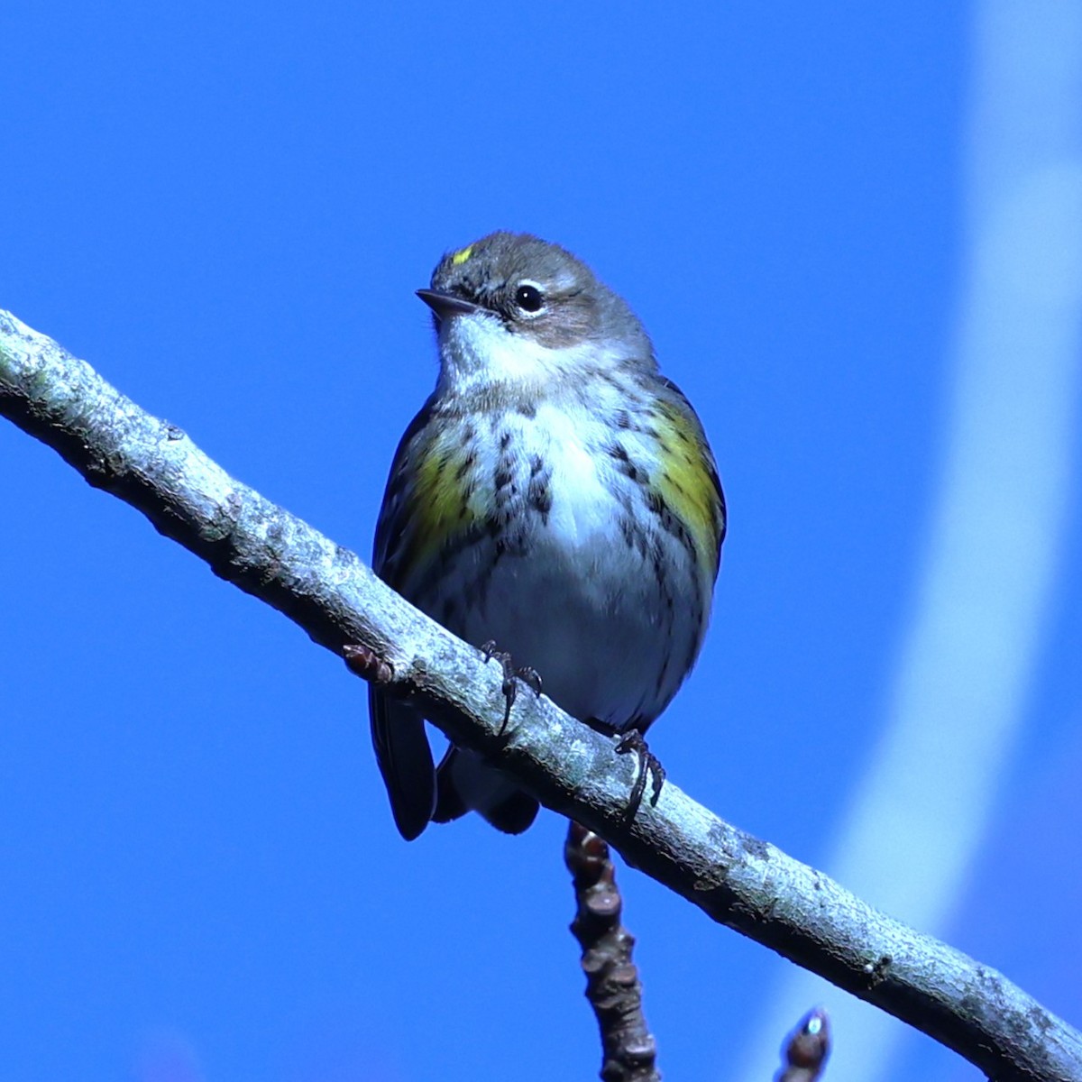 סבכון הכתר - ML648464389