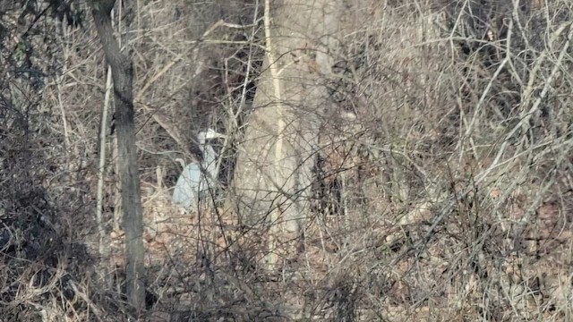 Great Blue Heron - ML648464665