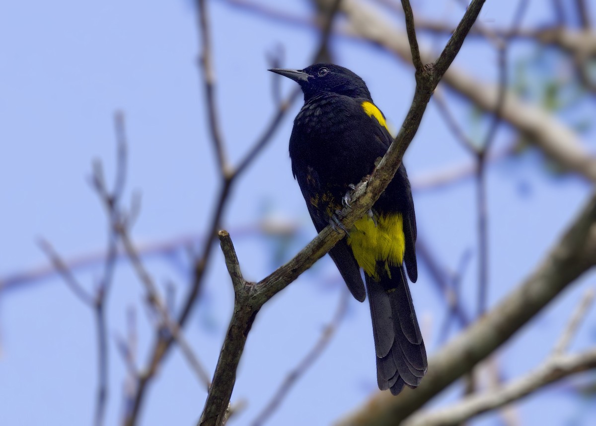 Puerto Rican Oriole - ML648464866