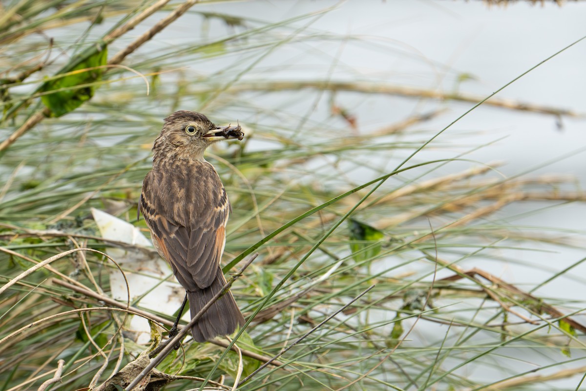 Spectacled Tyrant - ML648466441