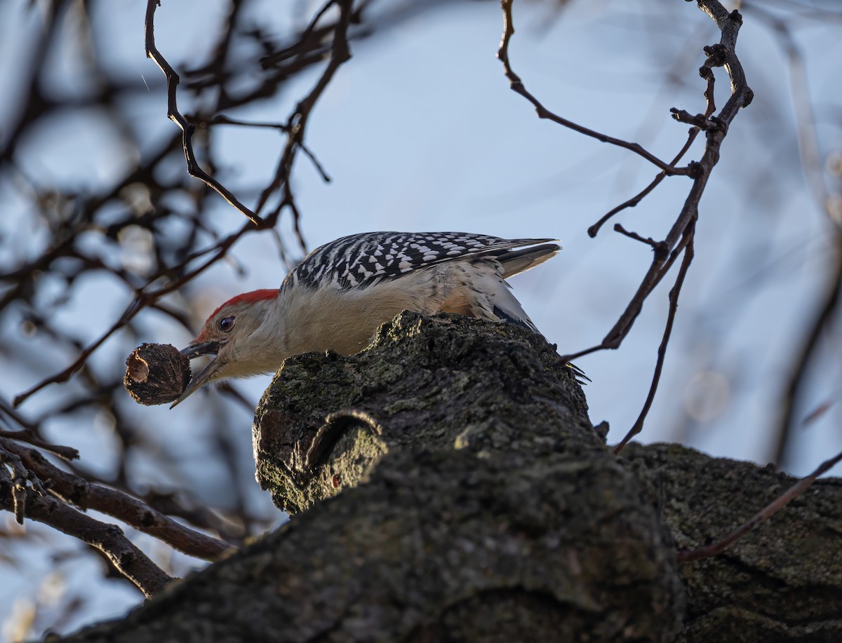 Red-bellied Woodpecker - ML648466557