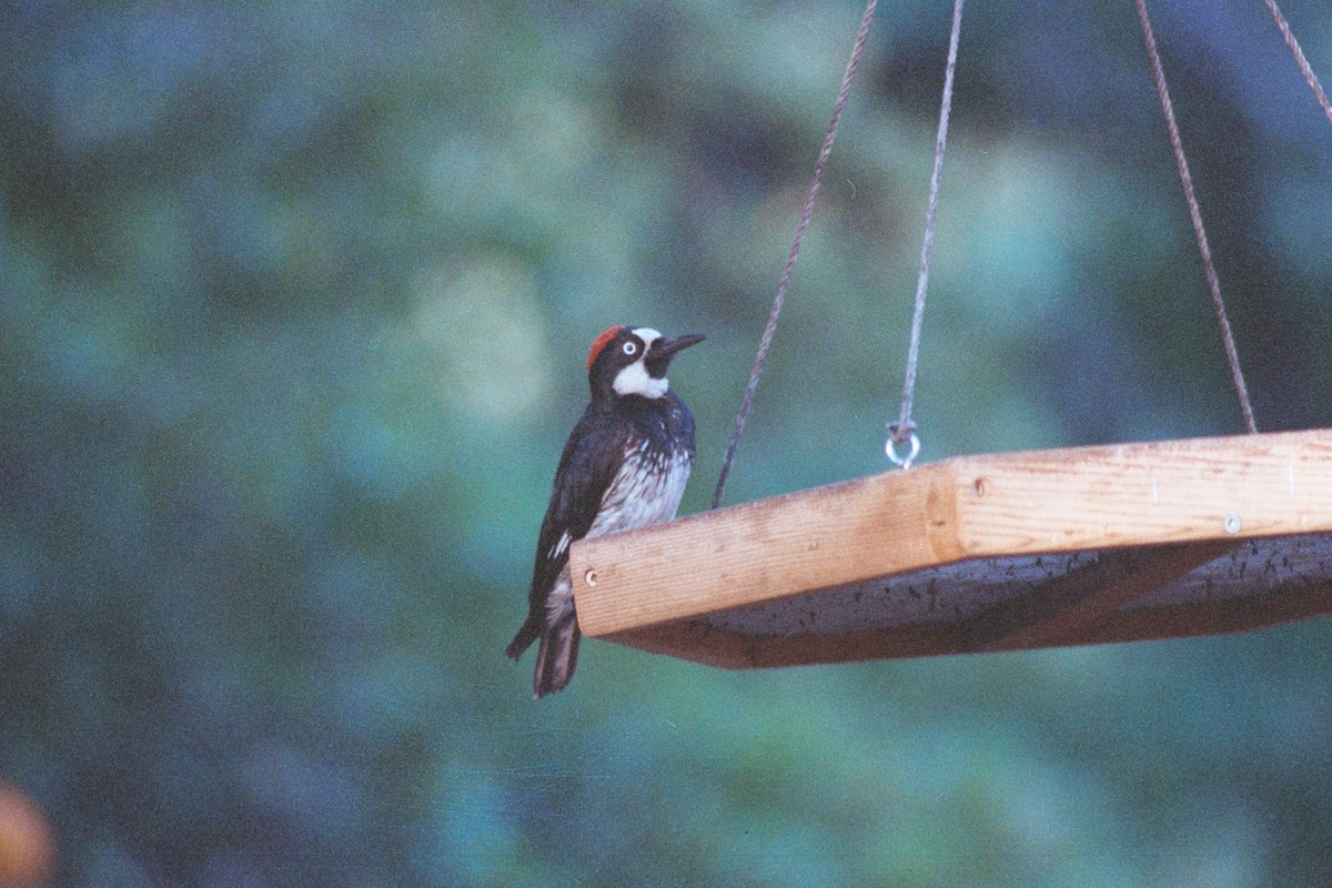 Acorn Woodpecker - ML648467253